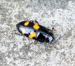 Glischrochilus grandis