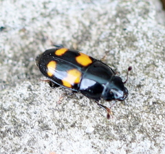 Glischrochilus grandis