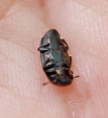 Glischrochilus grandis