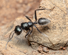 Calomyrmex albopilosus