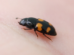 Glischrochilus grandis