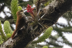 Lepidocolaptes squamatus