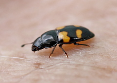 Glischrochilus grandis