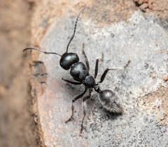 Calomyrmex albopilosus