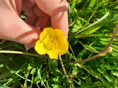 Ranunculus repens