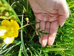 Ranunculus repens