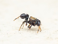 Harmochirus brachiatus