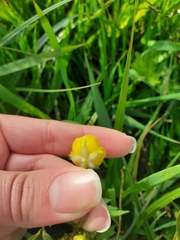 Ranunculus repens