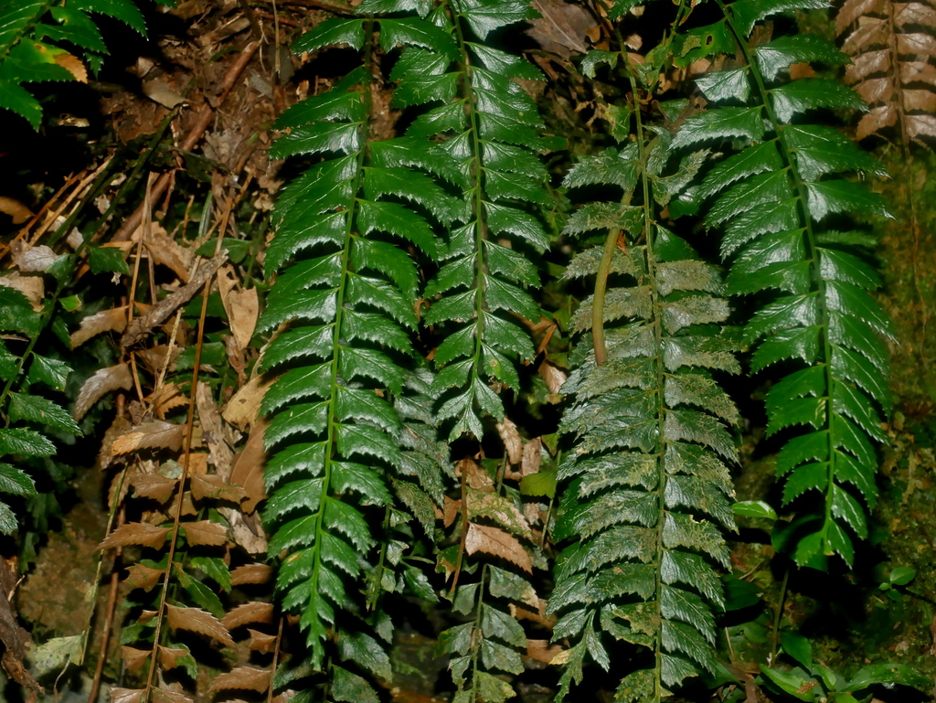 Polystichum obliquum (Polystichum obliquum)