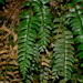 Polystichum obliquum - Photo (c) Jacy Chen, some rights reserved (CC BY), uploaded by Jacy Chen