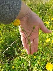 Ranunculus repens