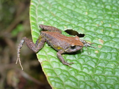 Pristimantis pyrrhomerus