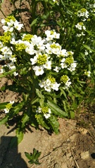 Armoracia rusticana