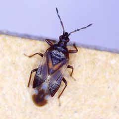 Anthocoris nemoralis