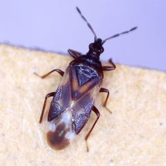Anthocoris nemoralis
