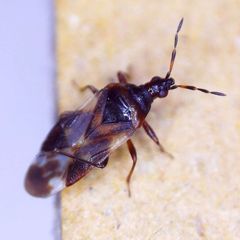 Anthocoris nemoralis