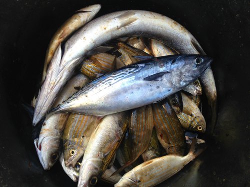 Atlantic black skipjack (Euthynnus alletteratus) — Scombridae — 5