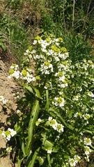 Armoracia rusticana
