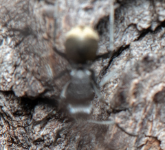 Polyrhachis senilis
