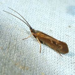 Limnephilus auricula