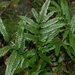 Pteris wulaiensis - Photo (c) Jacy Chen, some rights reserved (CC BY), uploaded by Jacy Chen