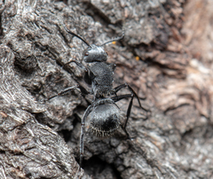 Polyrhachis senilis