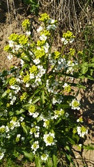 Armoracia rusticana
