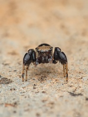 Harmochirus brachiatus