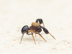 Harmochirus brachiatus