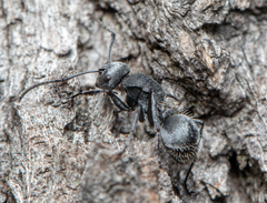 Polyrhachis senilis