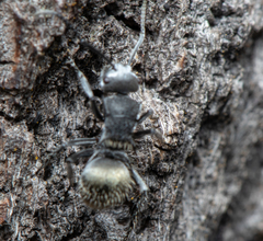 Polyrhachis senilis