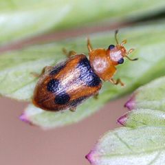 Coccidula scutellata