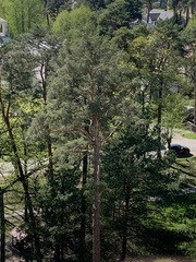 Pinus