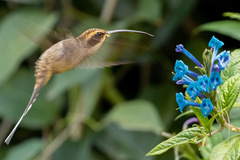 Phaethornis eurynome