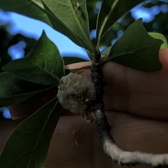 Callirhytis turnerii