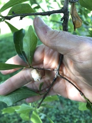 Callirhytis turnerii