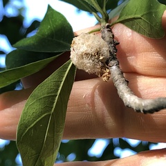 Callirhytis turnerii