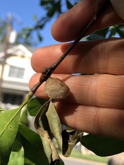 Callirhytis turnerii