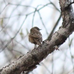 Anthus hodgsoni