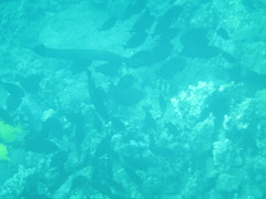 Ctenochaetus strigosus