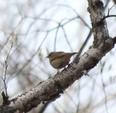 Anthus hodgsoni