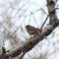 Anthus hodgsoni