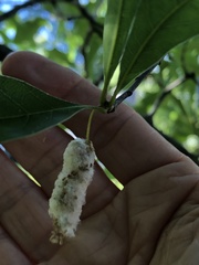 Callirhytis turnerii