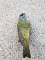 Leiothlypis peregrina