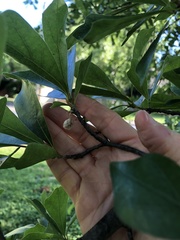 Callirhytis turnerii