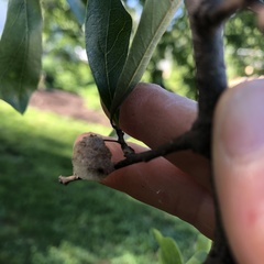 Callirhytis turnerii