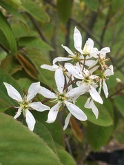 Amelanchier