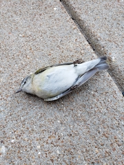 Leiothlypis peregrina