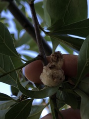 Callirhytis turnerii