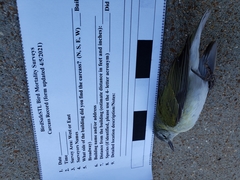 Leiothlypis peregrina